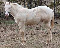 gaited-kentucky-mountain-missouri-fox-trotter-horse