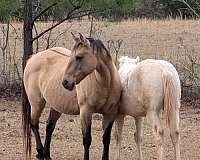 trail-kentucky-mountain-missouri-fox-trotter-horse