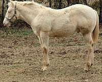 trail-riding-kentucky-mountain-missouri-fox-trotter-horse