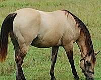 dun-kentucky-mountain-missouri-fox-trotter-horse