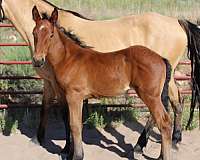 calm-disposition-morgan-horse