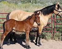 hauled-morgan-horse