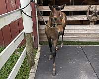 bay-white-cross-halter-horse