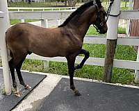 bay-white-andalusian-horse