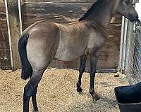 bay-white-cross-halter-horse