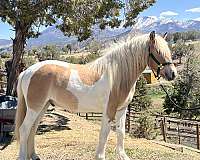 dunskin-gypsy-vanner-gelding