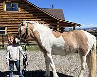 all-around-gypsy-vanner-horse