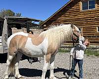 beginner-gypsy-vanner-horse