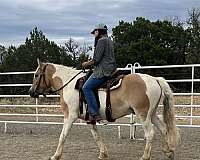 draft-gypsy-vanner-horse