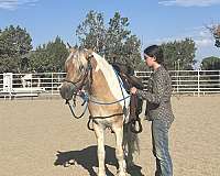 driving-gypsy-vanner-horse