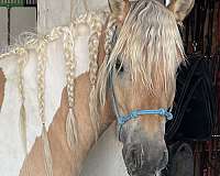 flashy-gypsy-vanner-horse