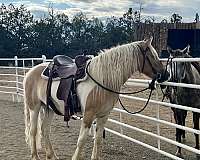 flaxen-mane-gypsy-vanner-horse