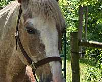 blaze-kentucky-mountain-horse