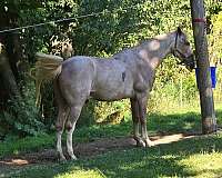 curious-kentucky-mountain-horse