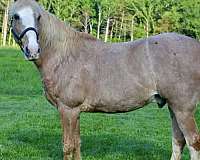 day-kentucky-mountain-horse