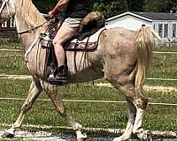 diesel-kentucky-mountain-horse