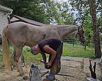 first-kentucky-mountain-horse