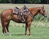 athletic-quarter-horse