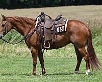 barrel-racing-quarter-horse