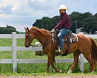 cowboy-mounted-shooting-quarter-horse