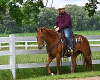 calf-roping-quarter-horse