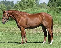 heel-quarter-horse