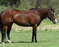 barrel-racing-quarter-horse