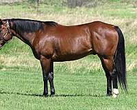 athletic-quarter-horse