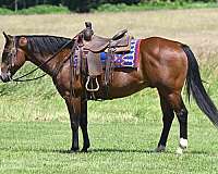 drill-team-quarter-horse