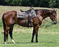 athletic-draft-horse