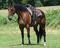 drill-team-draft-horse