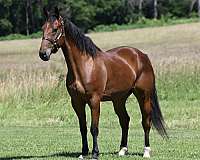 english-pleasure-draft-horse