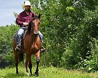 gymkhana-draft-horse