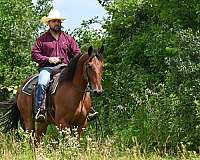 hunt-seat-equitation-draft-horse