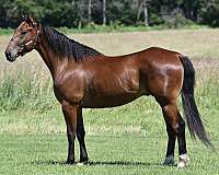 hunter-draft-horse