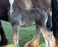 smokey-black-gypsy-vanner-stallion