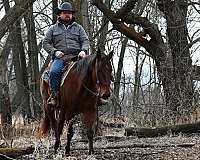 calf-roping-quarter-horse