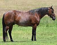 cowboy-mounted-shooting-quarter-horse