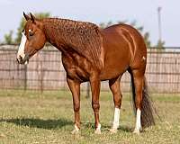 ranch-work-quarter-horse