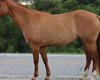 athletic-quarter-horse