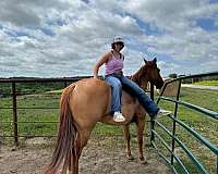 ranch-quarter-horse