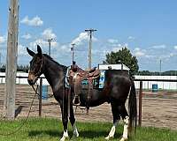 beginner-safe-quarter-horse