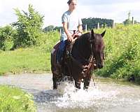 driving-friesian-horse