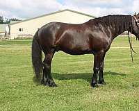 black-none-horse