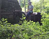 husband-safe-friesian-horse