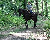 english-pleasure-friesian-horse