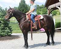 kid-safe-friesian-horse