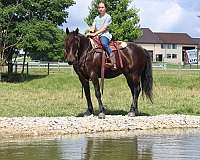 parade-friesian-horse