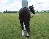 ridden-english-friesian-horse