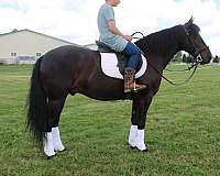 pleasure-driving-friesian-horse